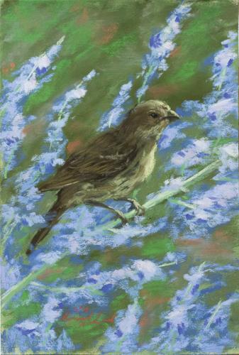 Female Finch and Russian Sage #1