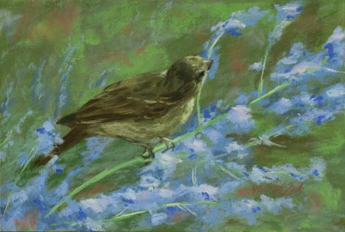 Female Finch and Russian Sage 2