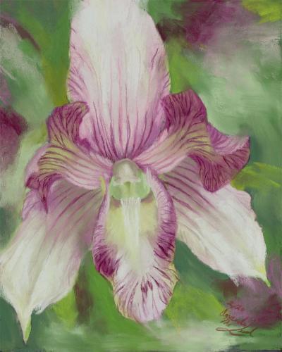 Magenta and White Orchid