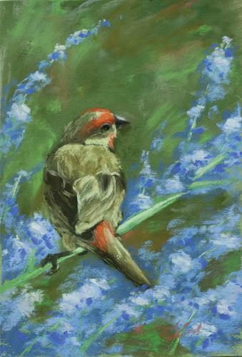 Male Finch and Russian-Sage