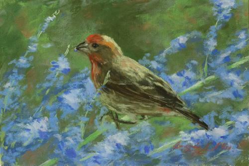 Male Finch and Russian Sage 2