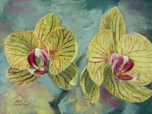 Magenta Striped Green Orchid