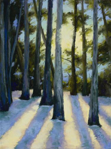 Sunlight Through the Pine Trees