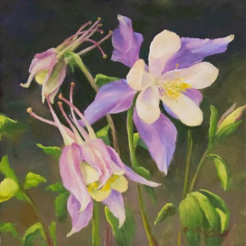 Purple and Pink Columbines
